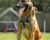 Belgian Shepherd Dog (Tervuren)