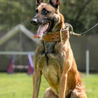 Belgian Shepherd Dog (Tervuren)