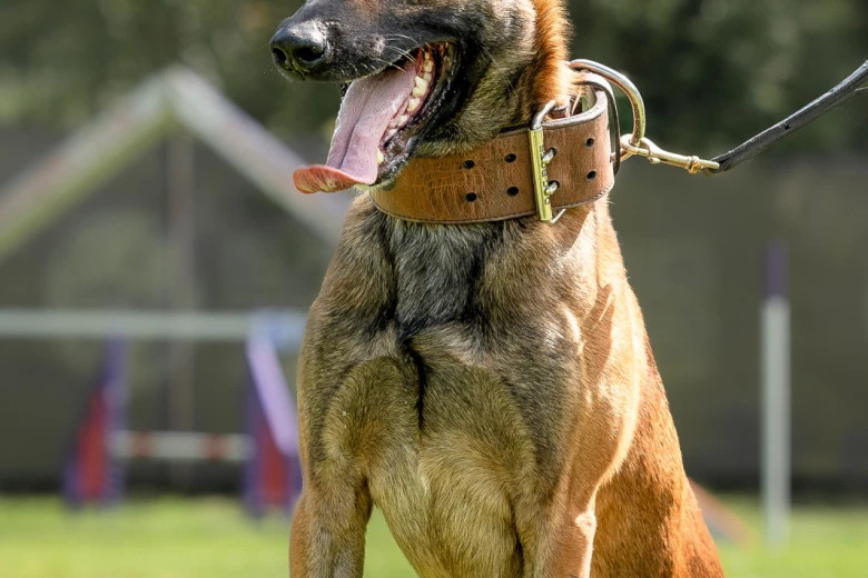Belgian Shepherd Dog (Tervuren)