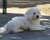 Bichon Frise