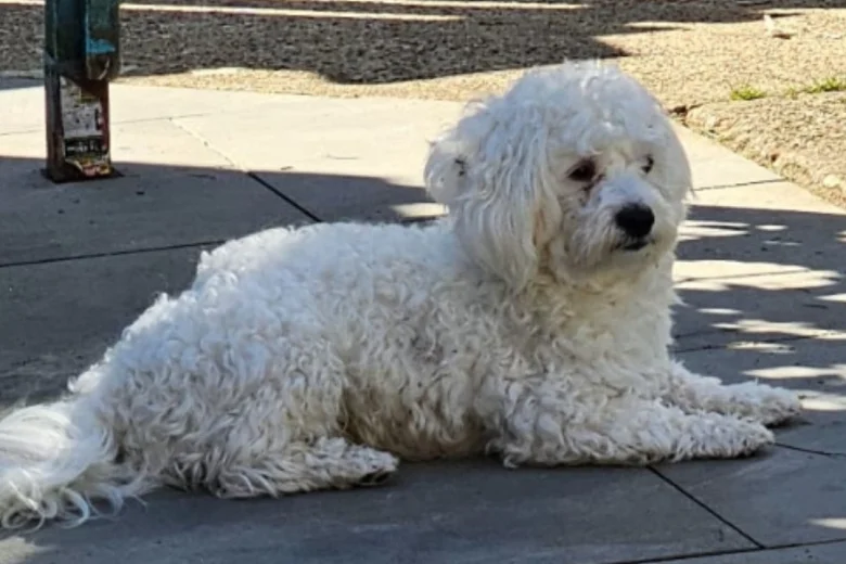 Bichon Frise