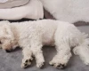 Bichon Frise