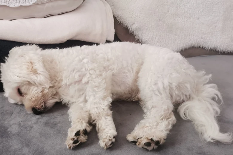 Bichon Frise