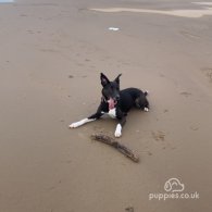 Border Collie - Both