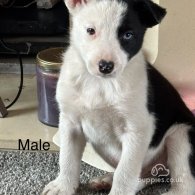 Border Collie - Both