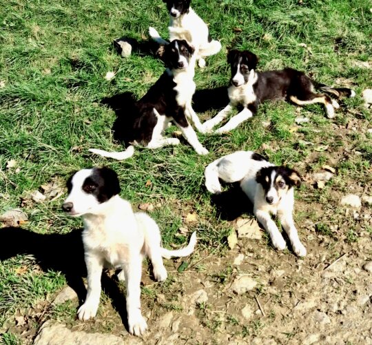 Border Collie