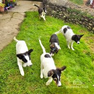 Border Collie - Both