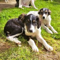 Border Collie - Both