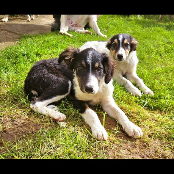 Border Collie - Both