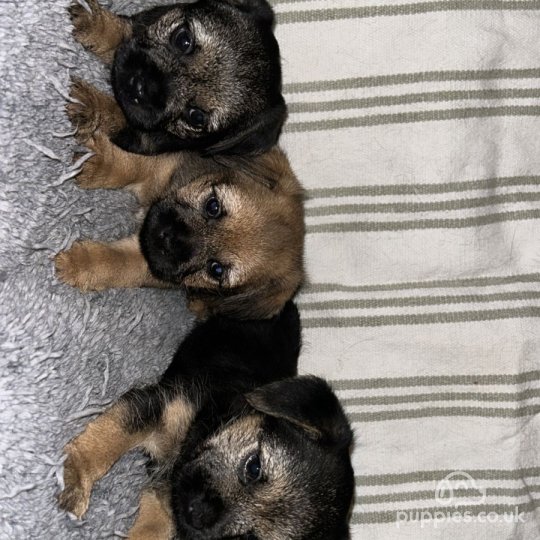 Border Terrier - Dogs