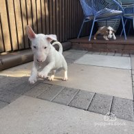 Bull Terrier - Both