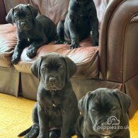 Cane Corso - Both