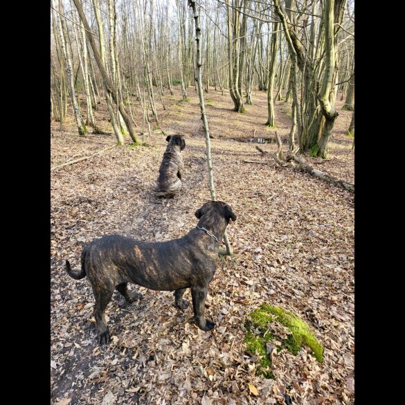 Cane Corso - Both