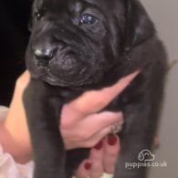 Cane Corso - Both