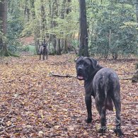 Cane Corso - Both