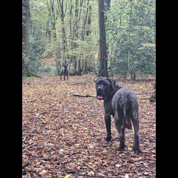 Cane Corso - Both