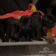 Cane Corso - Both