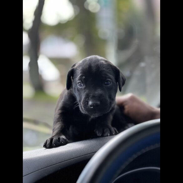 Cane Corso - Both