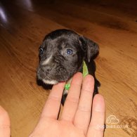 Cane Corso - Both