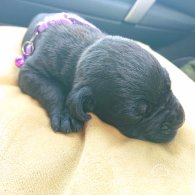 Cane Corso - Both