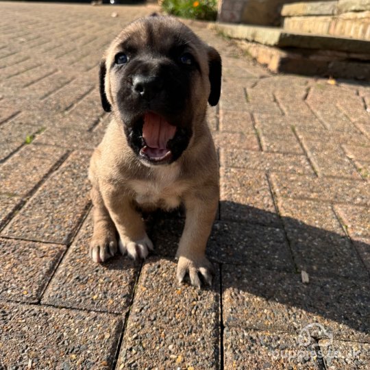 Cane Corso - Both