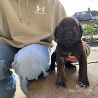 Cane Corso - Both