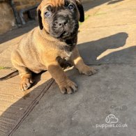 Cane Corso - Both