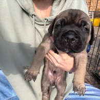 Cane Corso - Both