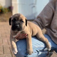 Cane Corso - Both