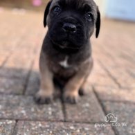 Cane Corso - Both