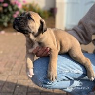 Cane Corso - Both