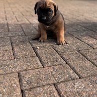 Cane Corso - Both