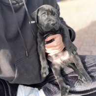 Cane Corso - Both