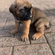 Cane Corso - Both