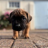 Cane Corso - Both