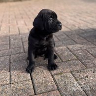 Cane Corso - Both