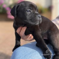 Cane Corso - Both