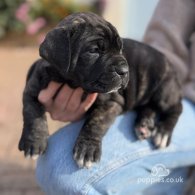 Cane Corso - Both