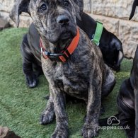 Cane Corso - Both