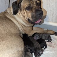 Cane Corso - Both