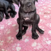 Cane Corso - Bitches