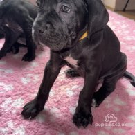 Cane Corso - Bitches