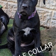 Cane Corso - Both