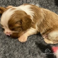 Cavalier King Charles Spaniel - Bitches