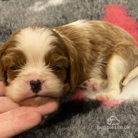 Cavalier King Charles Spaniel - Bitches