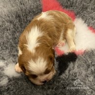 Cavalier King Charles Spaniel - Bitches