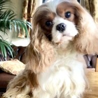 Cavalier King Charles Spaniel - Bitches