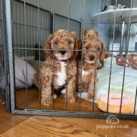 Cavapoo - Both