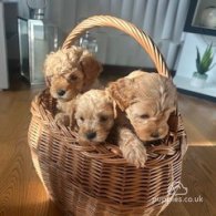 Cavapoo - Both