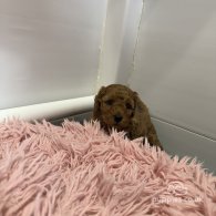 Cavapoo - Both